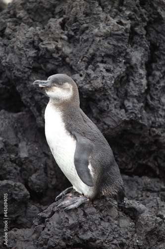 Portrait of Gal  pagos Penguin  Spheniscus mendiculus  standing upright on lava rocks Galapagos Islands.