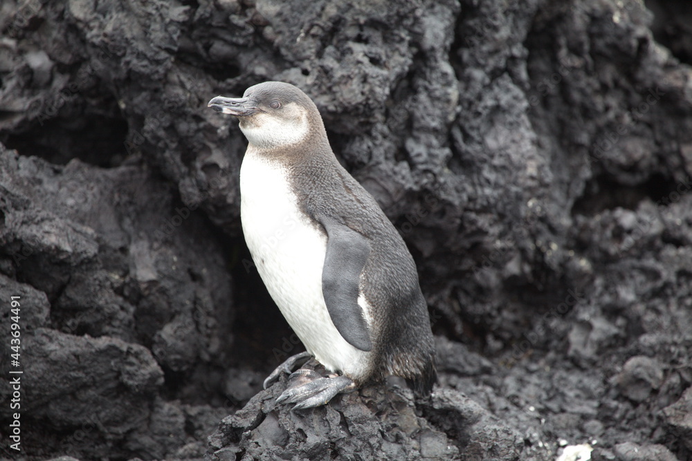 Obraz premium Portrait of Galápagos Penguin (Spheniscus mendiculus) standing on lava rocks Galapagos Islands.