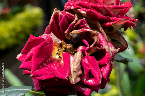Fotografie, Obraz wilting rose