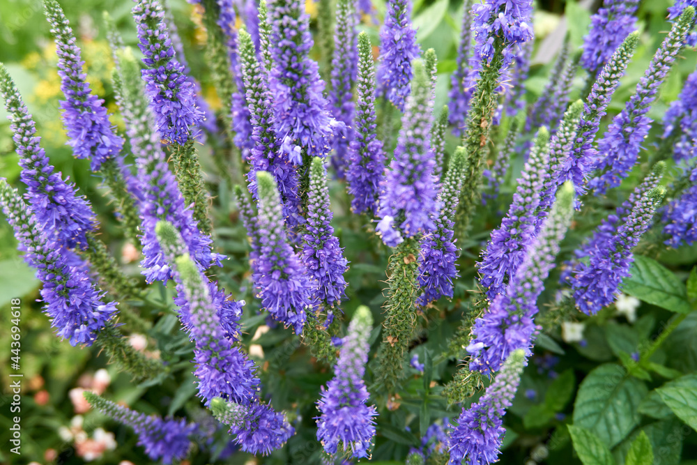 Fototapeta premium close up of purple lavender flowers with long styles