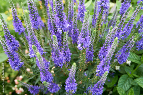 close up of purple lavender flowers with long styles