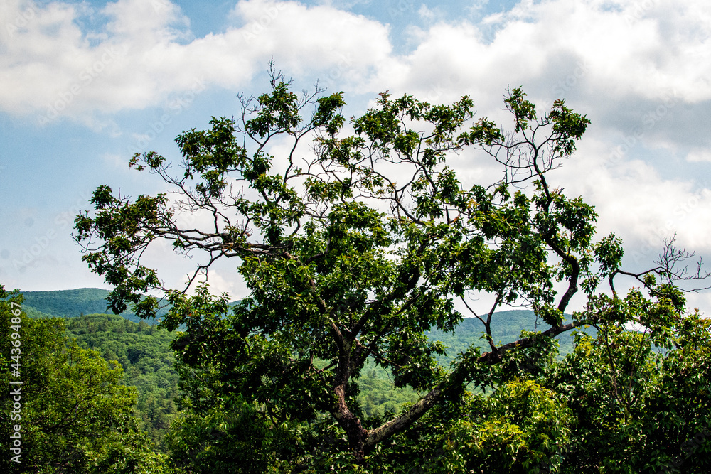 Trees, Mountains and clouds