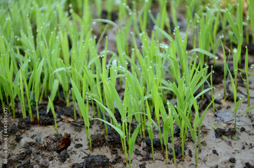 closeup the green ripe paddy plant soil heap and growing in the farm over out of focus green brown background. closeup the green ripe paddy plant soil heap and growing in the farm over out of focus green brown background.