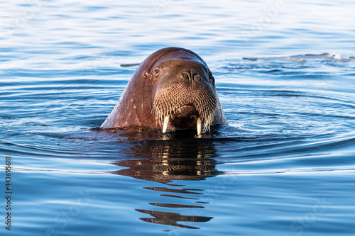 Adult walrus swimming in the Arctic sea off the coast of Svalbard photo