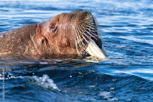 Adult walrus swimming in the Arctic ocean off the coast of Svalbard