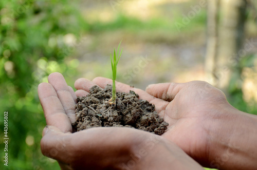 closeup paddy plant soil heap with seed in hand over out of focus green background.