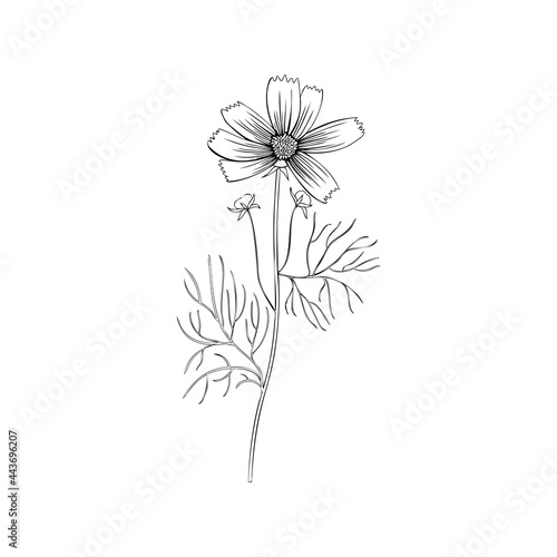 Cosmos flower, Kosmos flower, Kosmeya hand drawn doodle ink sketch, decorative illustration, wild astra, Cosmos plant, floral design for greeting card, wedding invitation, cosmetic packaging