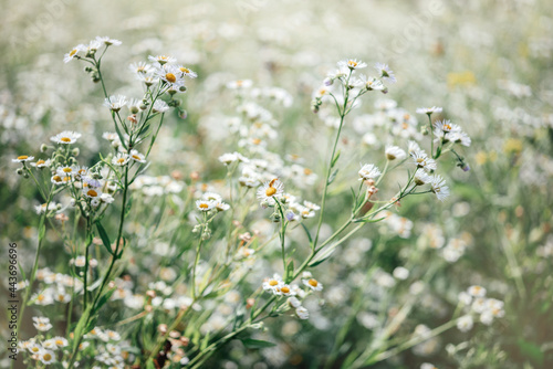 Summer floral background with wild chamomile flowers at sunset meadow, wild chamomile flowers field