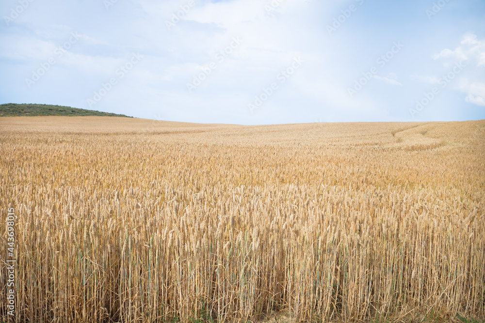 golden wheat field in summer season