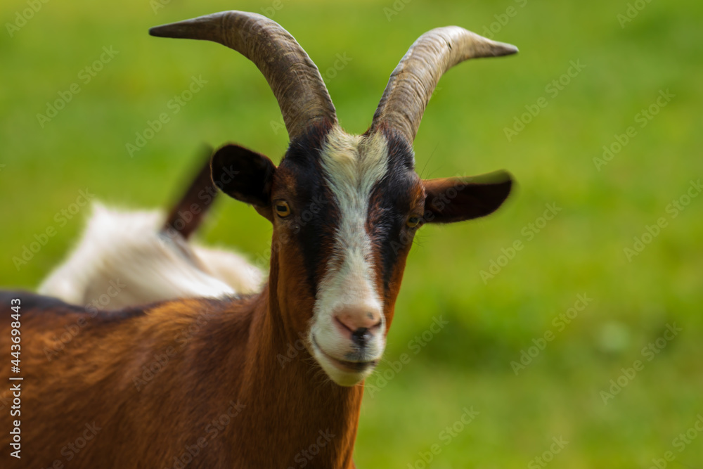 Bauernhof – artgemäße Tierhaltung von Ziegen Bauernhof – artgemäße Tierhaltung von Ziegen