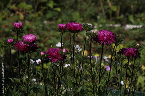 aster flowers in the garden