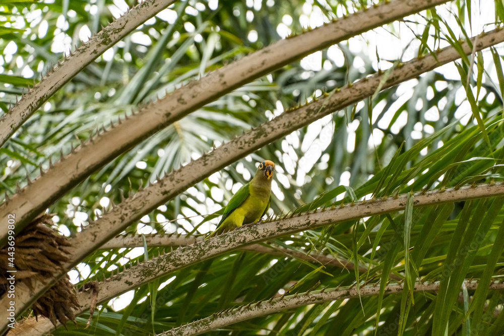 Fototapeta premium Birds called Maritacas, with green and yellow feathers, eating fruit from the tree in a Brazilian park. Family of Psittacidae of the genus Pionus. Selective focus.