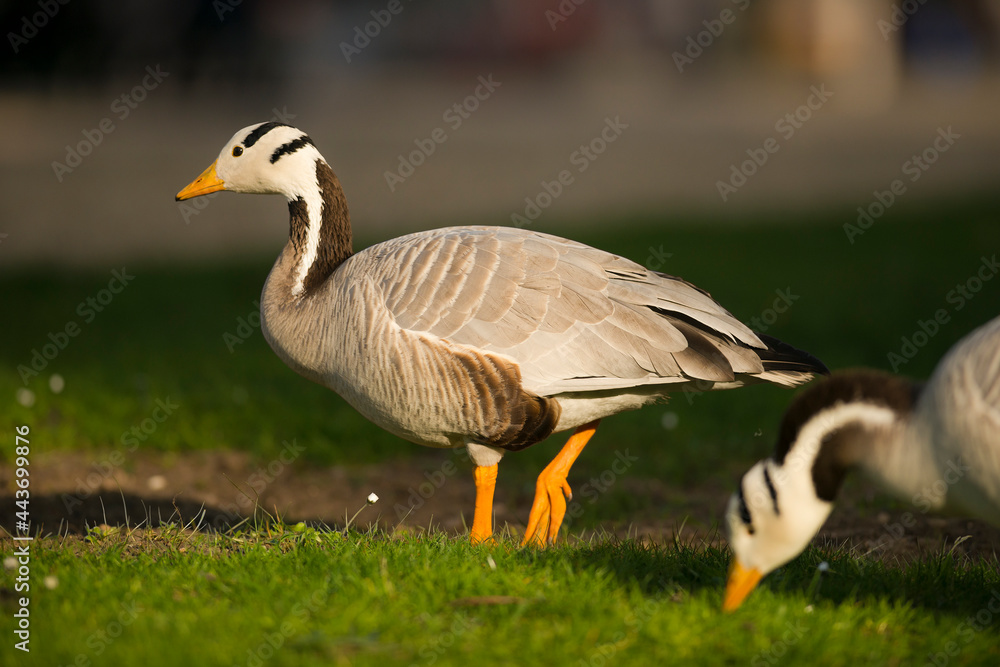 Bar-headed Goose (Anser indicus) two individuals foraging in a city park Bar-headed Goose (Anser indicus) two individuals foraging in a city park