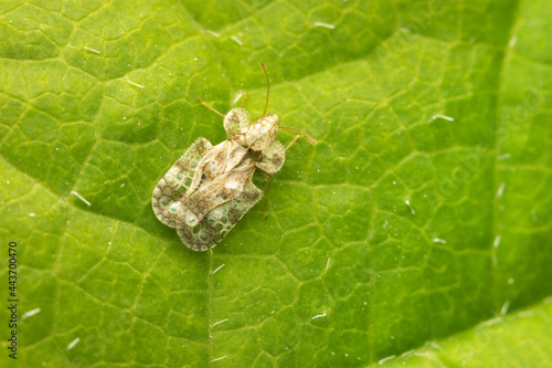 Top View on Chrysanthemum Lace Bug photo