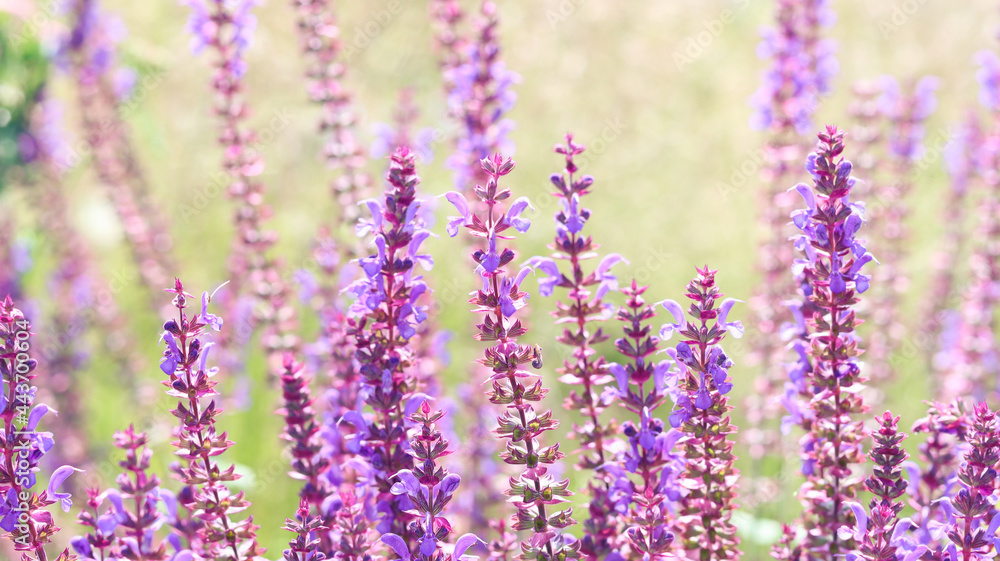 Naklejka premium Perovskia purple flowers or Russian Sage plant nature background