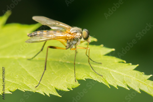 Rhagionidae fly watching its next prey