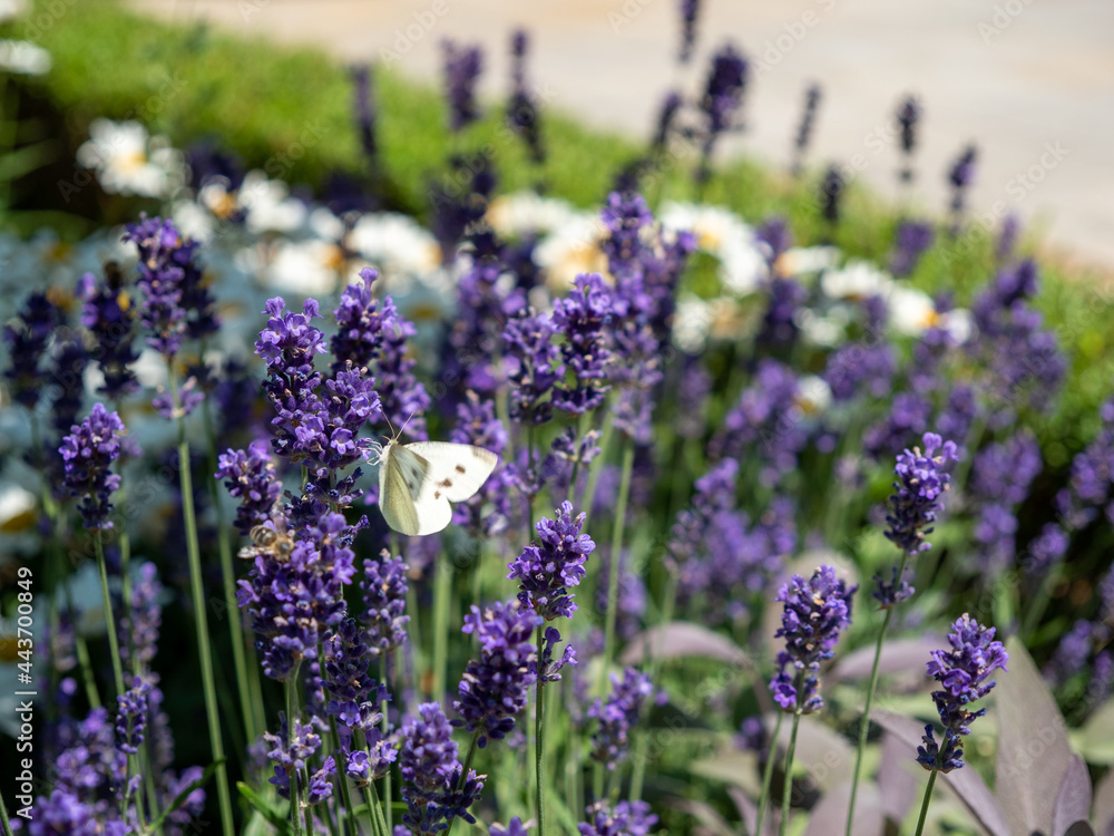 Obraz premium Texture background and plants concept: purple,fragrant and blooming lavender flowers on a sunny day.