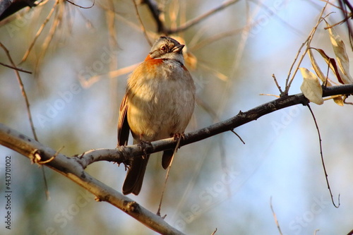 Posado sobre una rama, un chingolo común o chincol mira hacia el frente en medio del follaje. El sol desde su costado proyecta sobras sobre su plumaje.