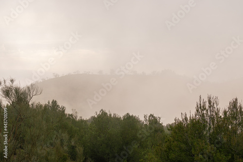 mountain covered with mist