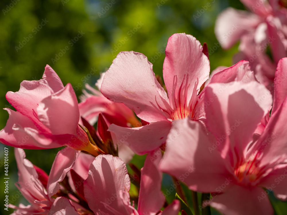 Pink oleander blossom, macro photography, Nerium Oleander