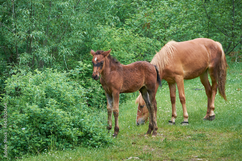 A curled mare with a cute little foal. Mother's love, a touching scene from the life of animals
