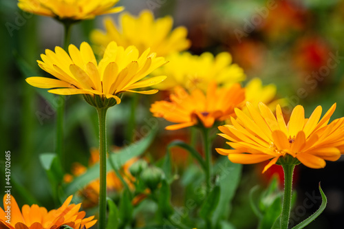 Yellow and orange Calendula; herbaceous plant in the daisy family Asteraceae that are often known as marigolds.