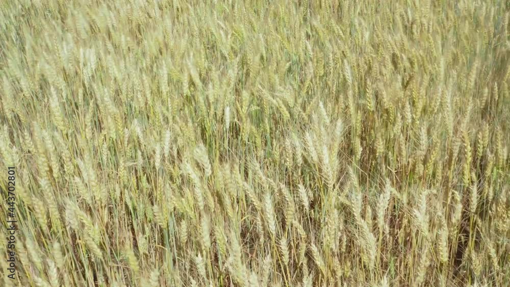 ears of wheat fluttering in the wind ears of wheat fluttering in the wind