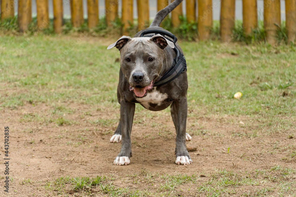 Pit bull dog playing in the park. Pit bull in dog park with green grass and wooden fence. Cloudy day.