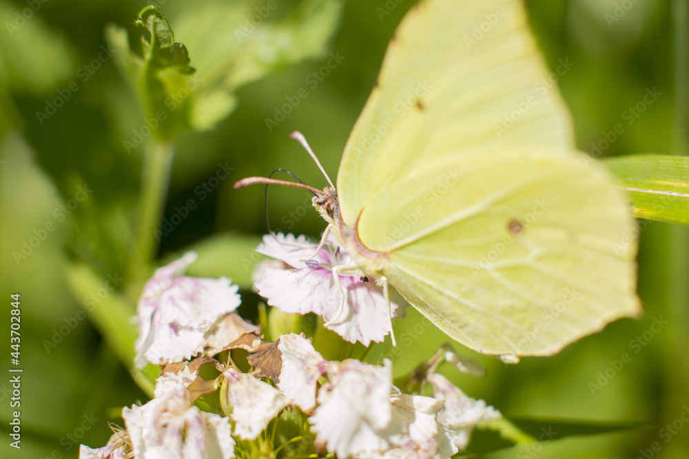 A butterfly from the lemongrass sits on a flower . Collect nectar A butterfly from the lemongrass sits on a flower . Collect nectar
