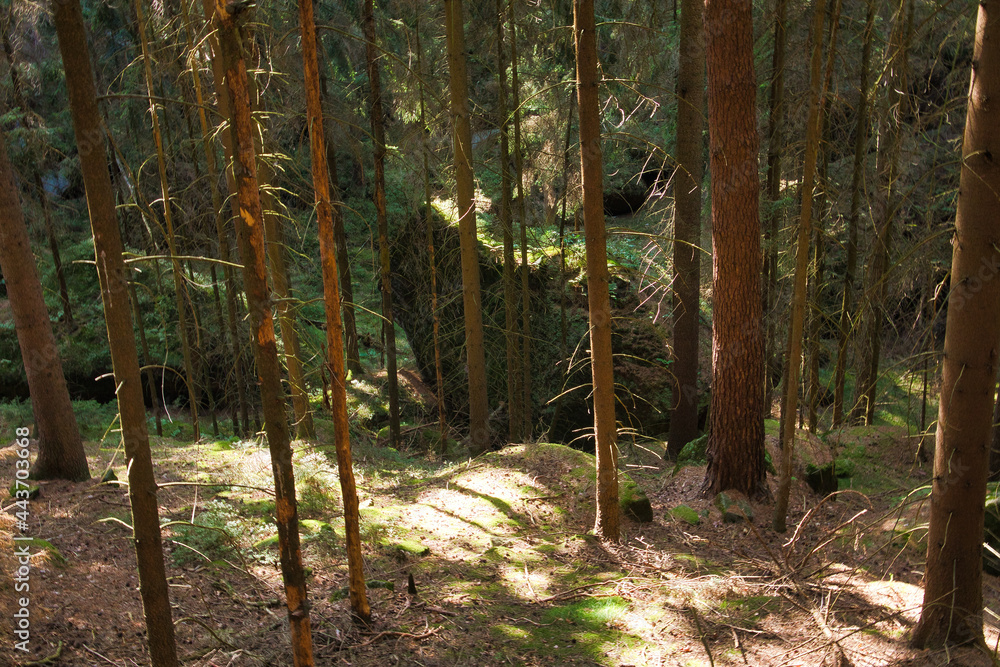 Wald Wald