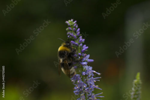 the striped bumblebee collects pollen and nectar on the flower. Summer