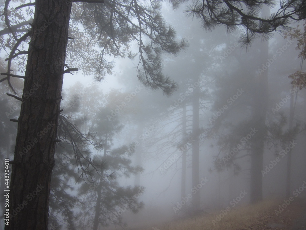 Obraz premium fog in the woods