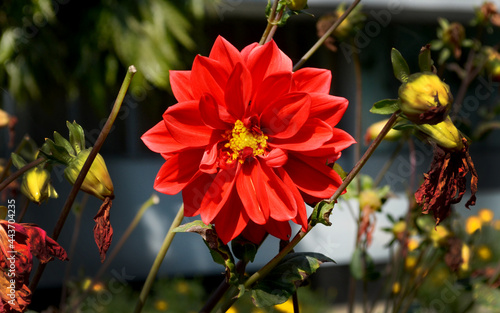lal surjomukhi ful, red poppy flower. I took this photo at Mymensing, Bangladesh photo