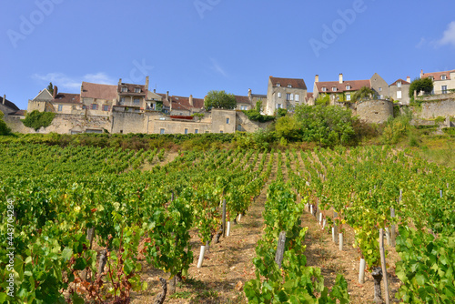 Tapis de vignes sur les pentes de Vézelay (89450), département de l'Yonne en région Bourgogne-Franche-Comté, France