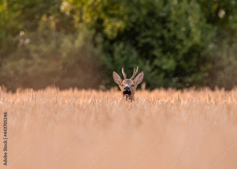 Funny roe deer in the wheat Funny roe deer in the wheat