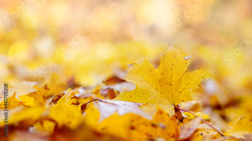 Delicate autumn background with fallen maple leaves in yellow pastel colors
