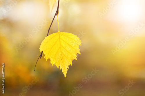 Yellow birch leaf in the forest on a blurred background, autumn background