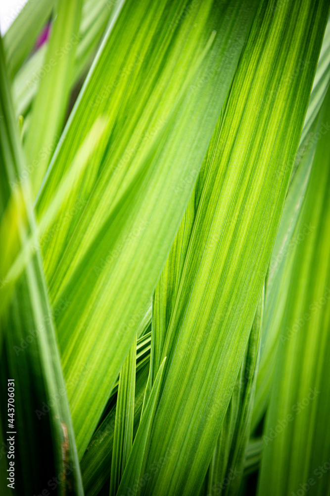 green leaf background green leaf background