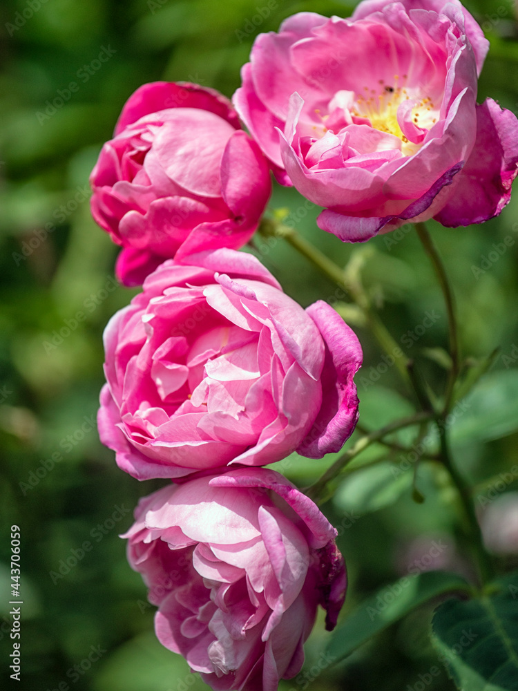 Blooms of English Rose 'Corvedale' (Ausnetting) bred by David Austin Blooms of English Rose 'Corvedale' (Ausnetting) bred by David Austin