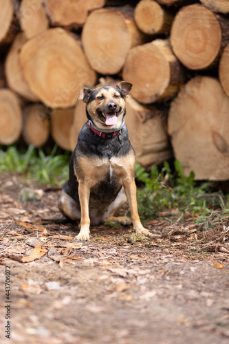 hunting dog, man friend, happy dog, dog in the woods, 