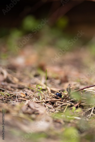 żuk w lesie, beetle in the woods, beetle in the forest,  © Dawid