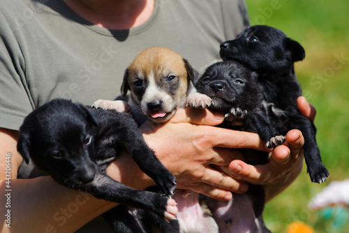 Puppies. female holds puppies in his arms. Four dogs are looking into the camera on the street. black and red-haired dogs in the arms of a girl. domestic animals. shelter for stray dogs
