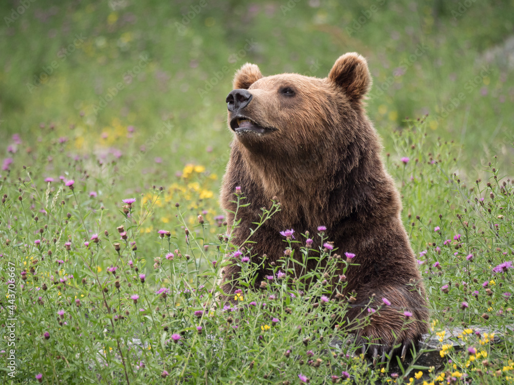 Fototapeta premium Portrait d'ours brun dans la végétation en fleurs