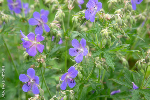 Forest geranium.Geranium blooming in the meadow. Blue geranium flowers.