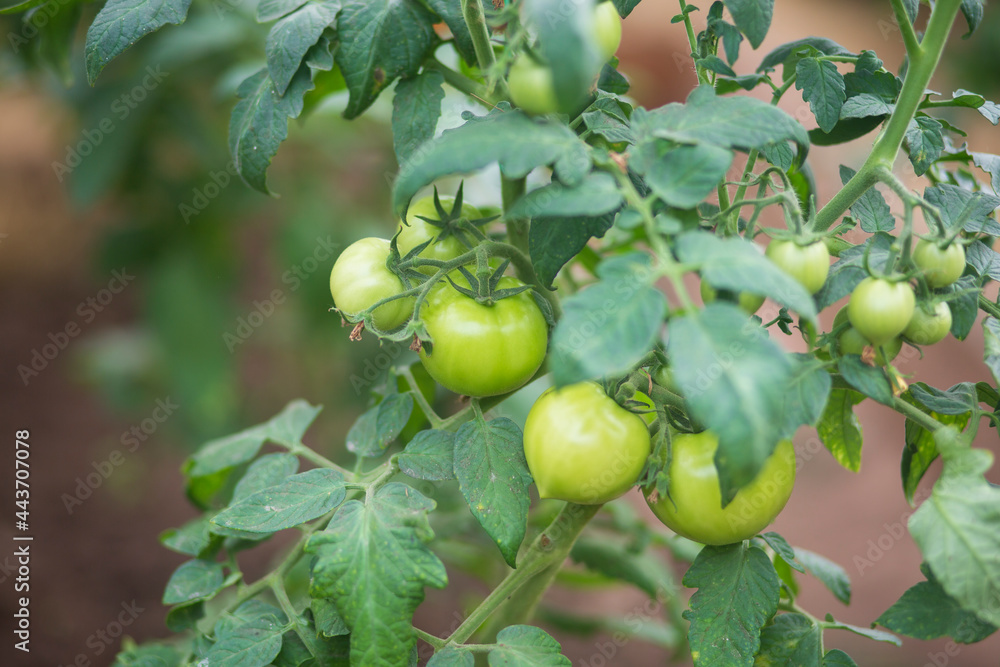 Tomatoes grown in a greenhouse.A good harvest of tomatoes. Tomatoes grown in a greenhouse.A good harvest of tomatoes.
