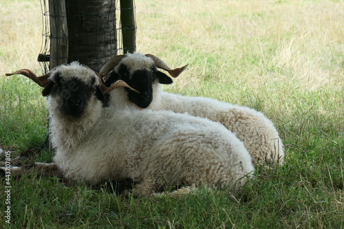 Two white sheep with a Black beak, nose and ears lie in the meadow. Walliser Schwarznase, Black nose sheep. photo