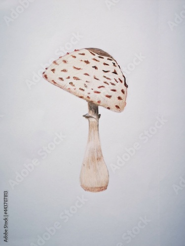 Creating a mushroom  illustrations with colored pencils -  Mushroom   on white background.