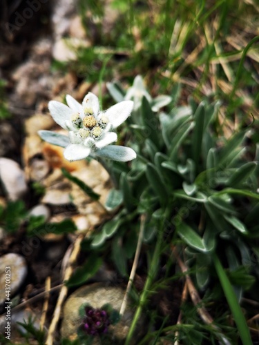 Leontopodium nivale, commonly called edelweiss. Alpine flora. Alpine meadows photo