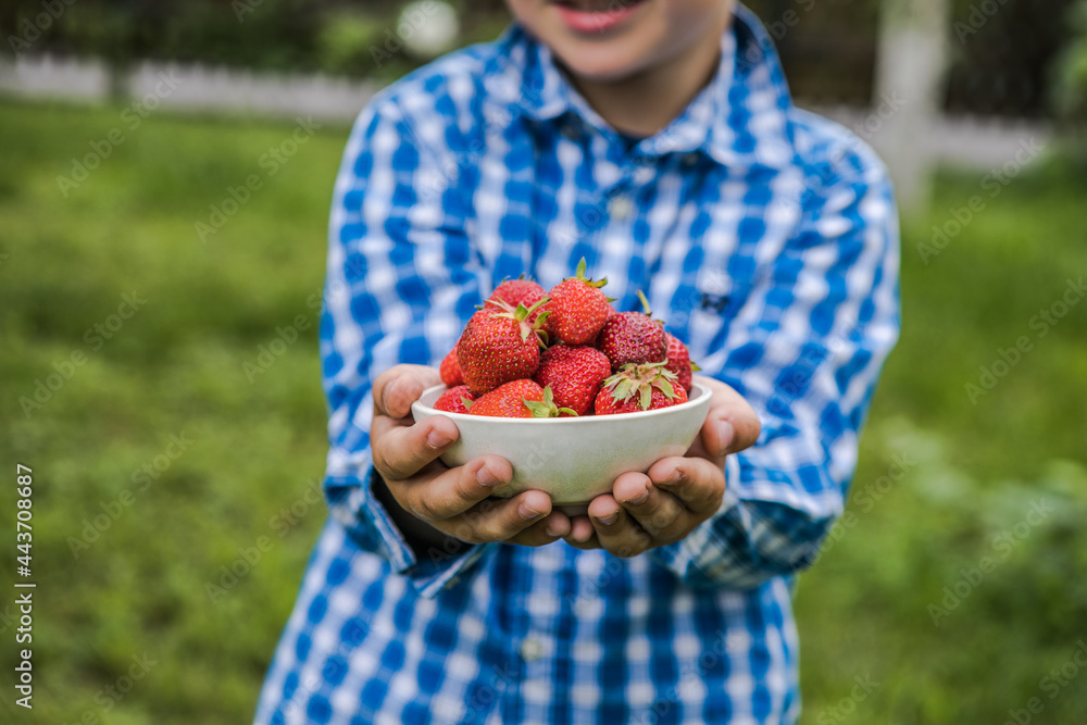 Child picking strawberry on fruit farm field on sunny summer day. Kids hold in his hand fresh ripe organic strawberry Child picking strawberry on fruit farm field on sunny summer day. Kids hold in his hand fresh ripe organic strawberry