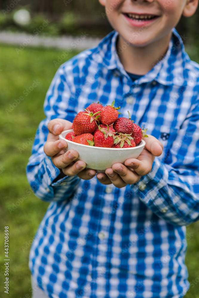 Child picking strawberry on fruit farm field on sunny summer day. Kids hold in his hand  fresh ripe organic strawberry